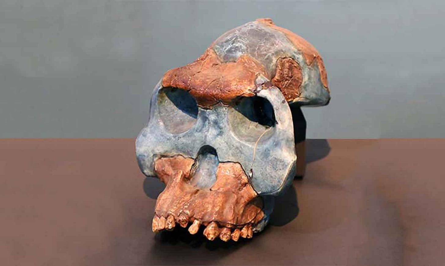 Skull reconstruction of Australopithecus garhi looking left of camera Skull reconstruction of Australopithecus garhi looking left of camera