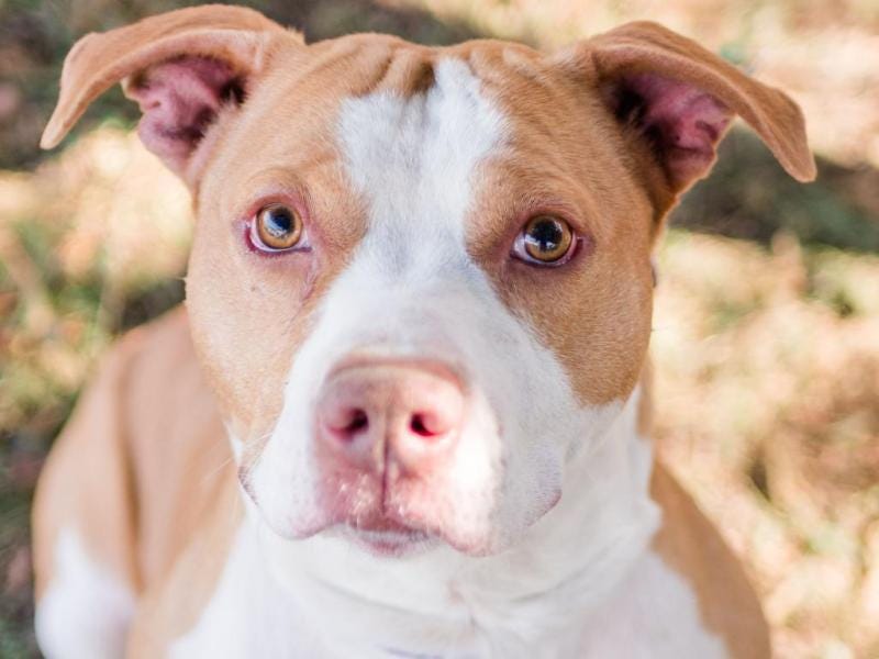 Adoptable Dog of the Week: Lenny