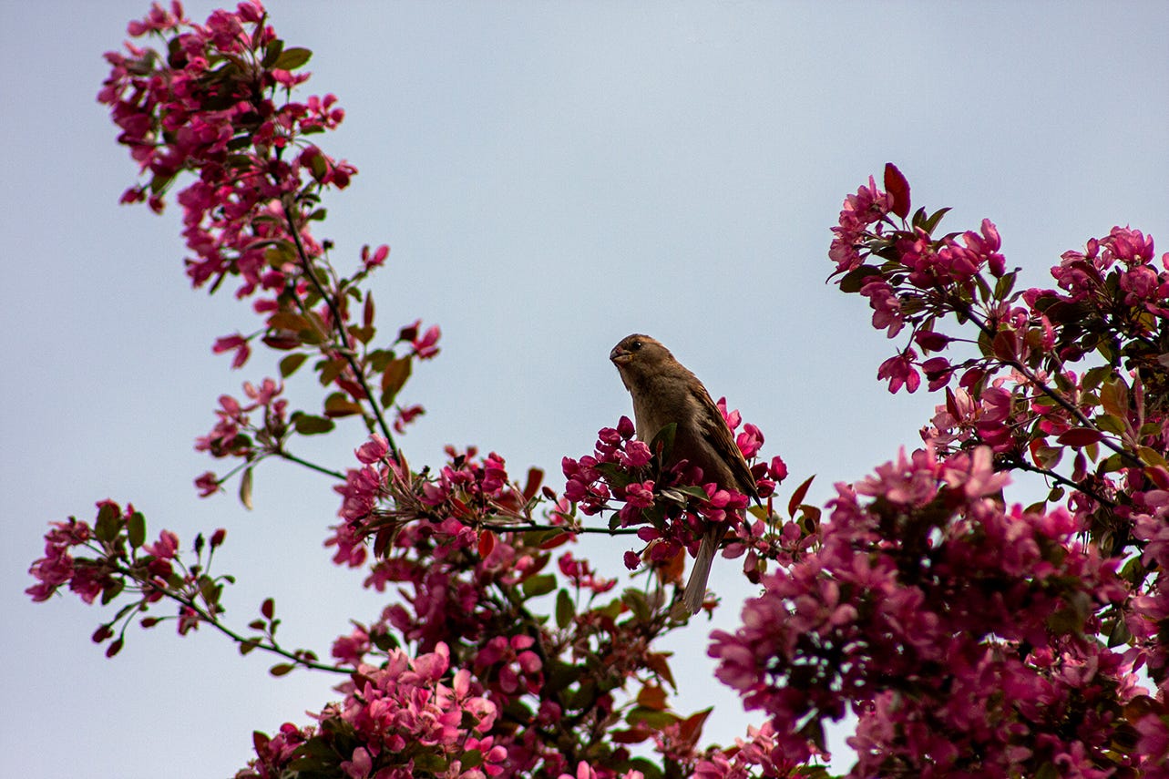 Bird in a crabapple tree