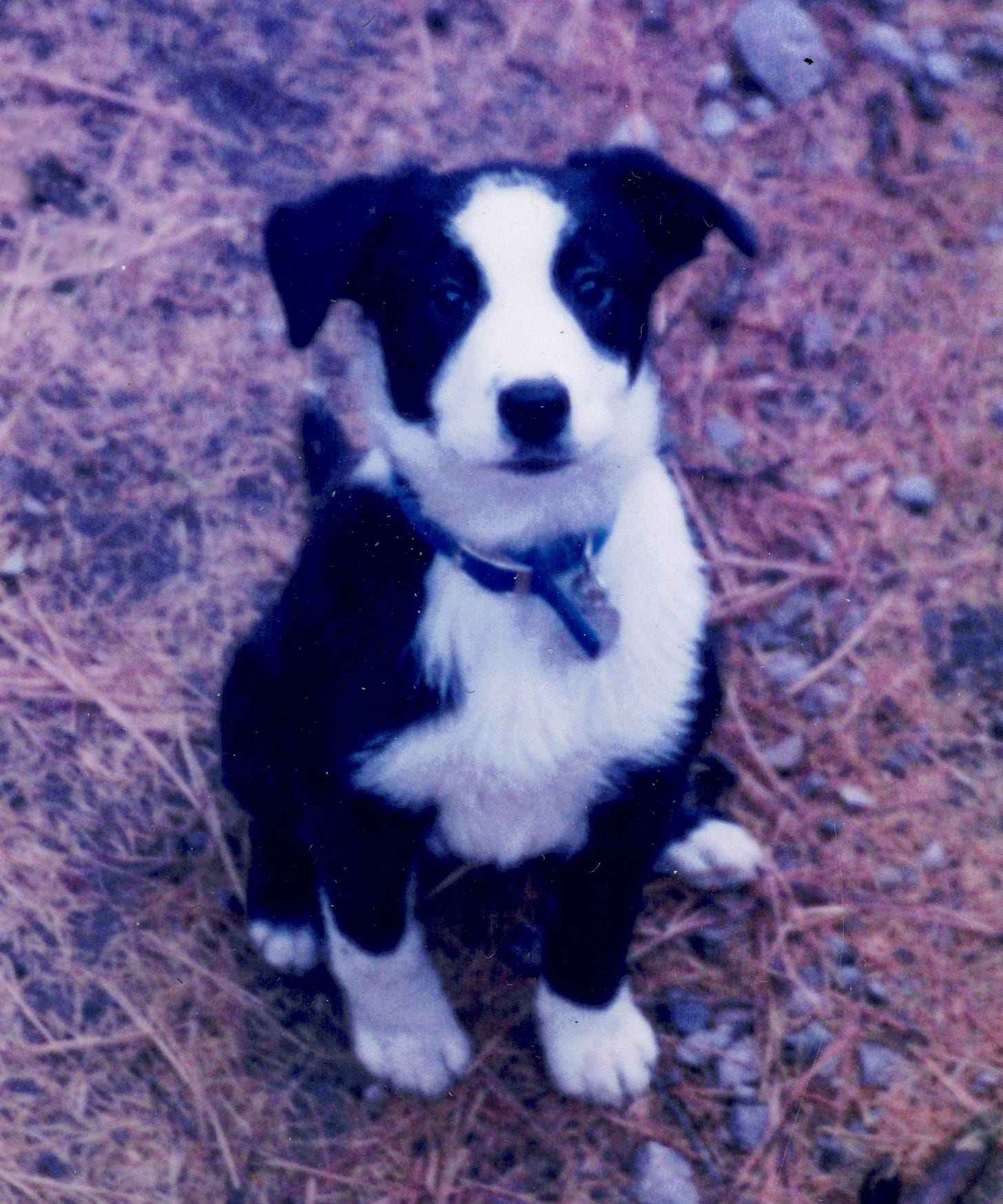 border collie puppy sitting and gazing at camera