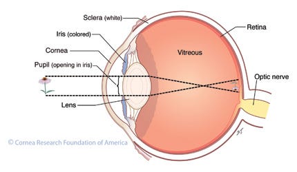 Cornea Research Foundation of America - How the Eye Works