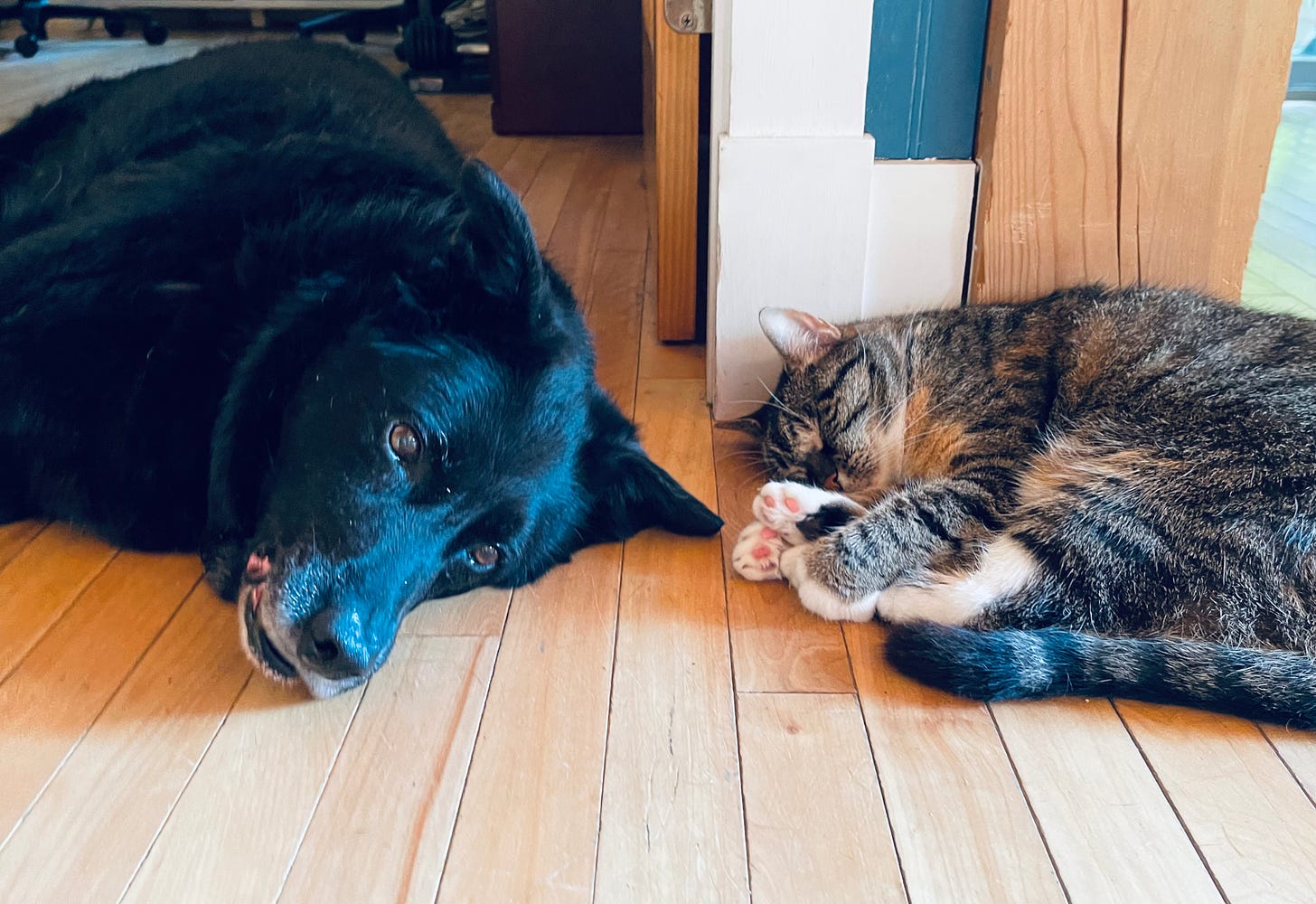 dog and cat on floor together
