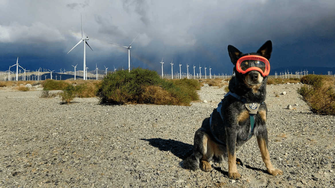 A black and tan dog wearing a harness and red goggles sits near wind turbines. A partial rainbow is seen in the cloudy sky.