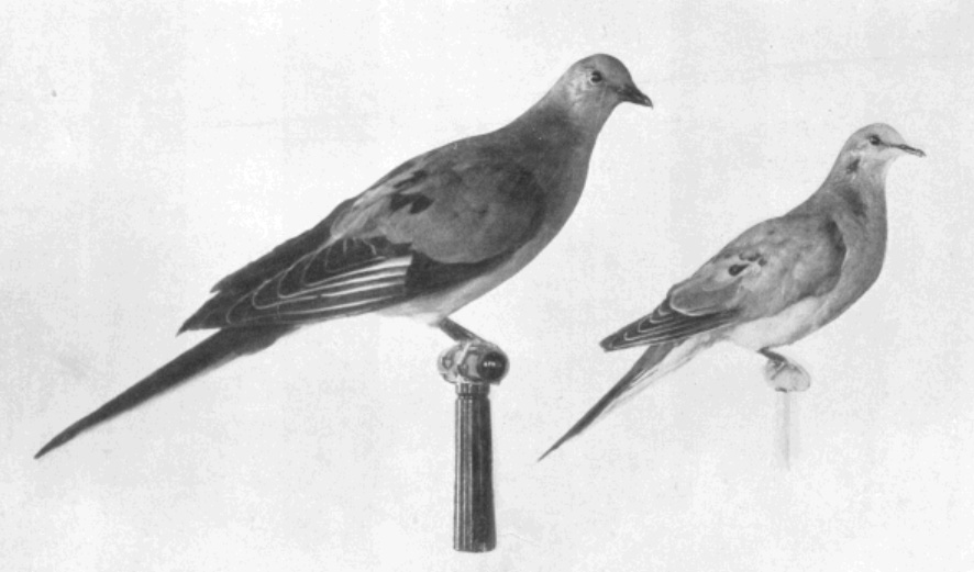 This image has an empty alt attribute; its file name is size-comparison-passenger-pigeon-mourning-dove.png