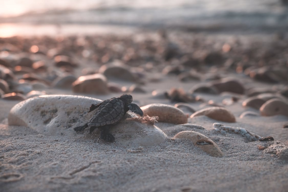 Free Turtle crawling on stony coast Stock Photo