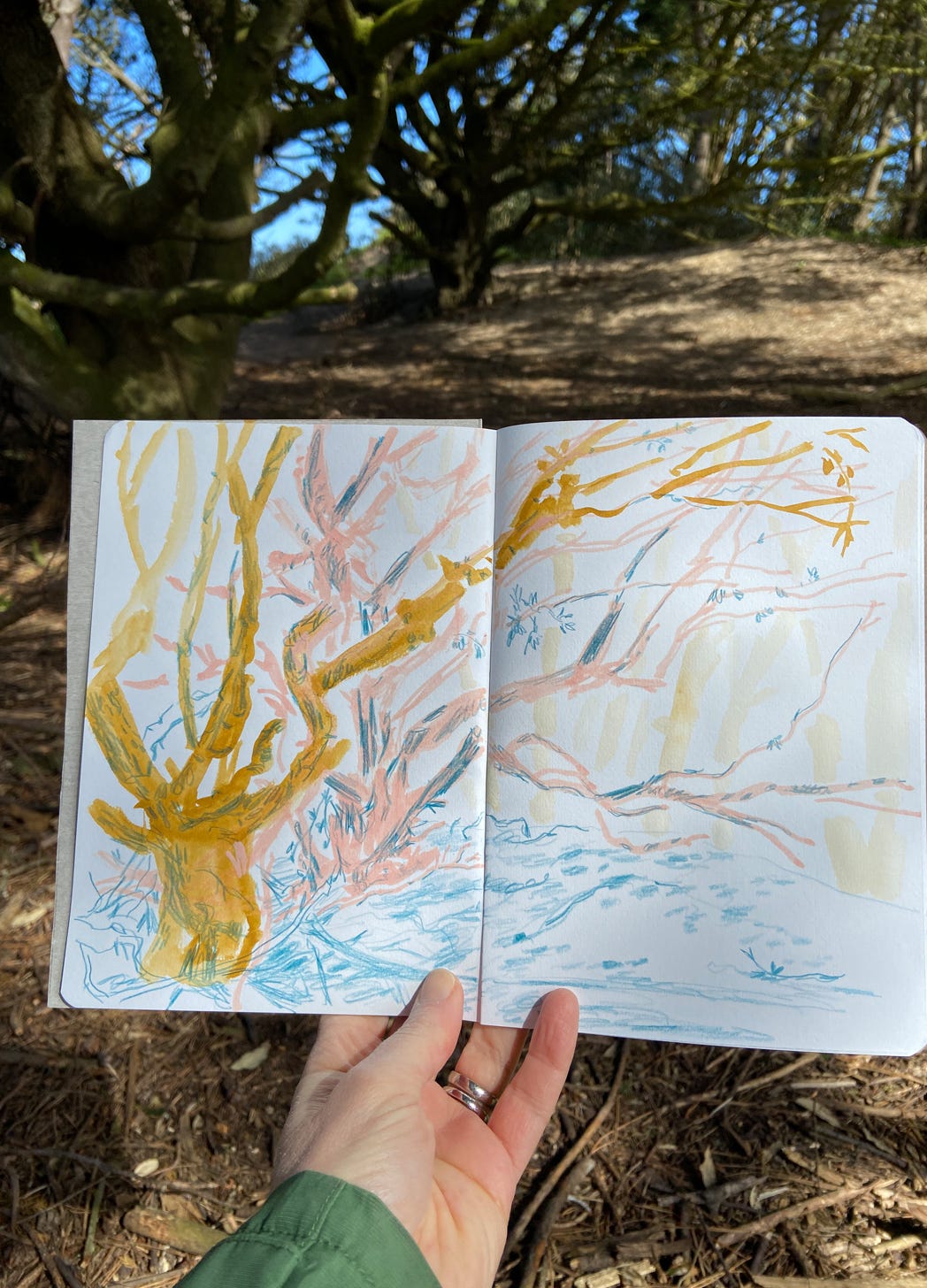 sketchbook drawing of a tree with the tree in the background