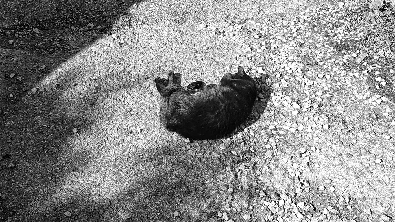 A black cat lies sleeping on a gravel driveway with her paw over her face to block out the sun