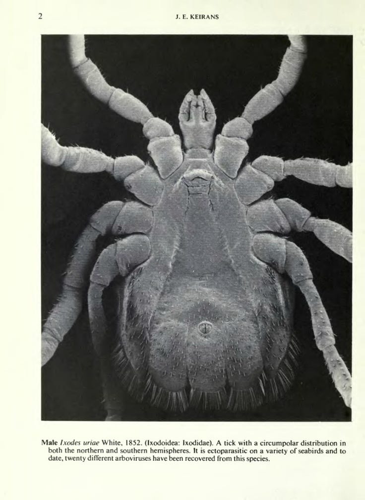 This may contain: an insect is shown in this black and white photo, with the caption below it This may contain: an insect is shown in this black and white photo, with the caption below it
