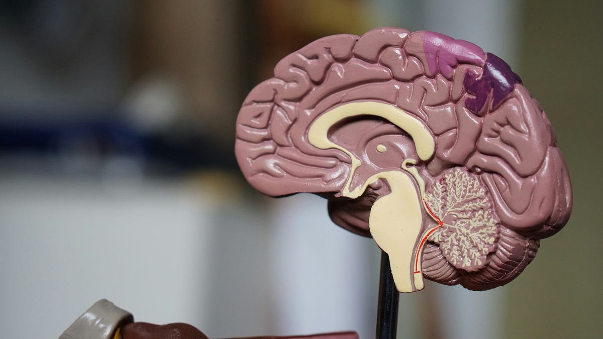 Model of section through human brain