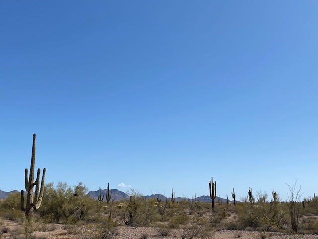 Saguaro desert near Vulture City, Arizona