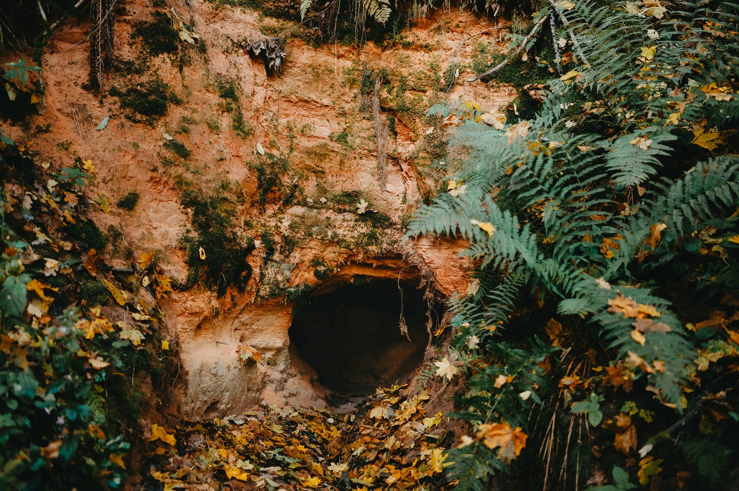 A rabbit hole or cave in nature