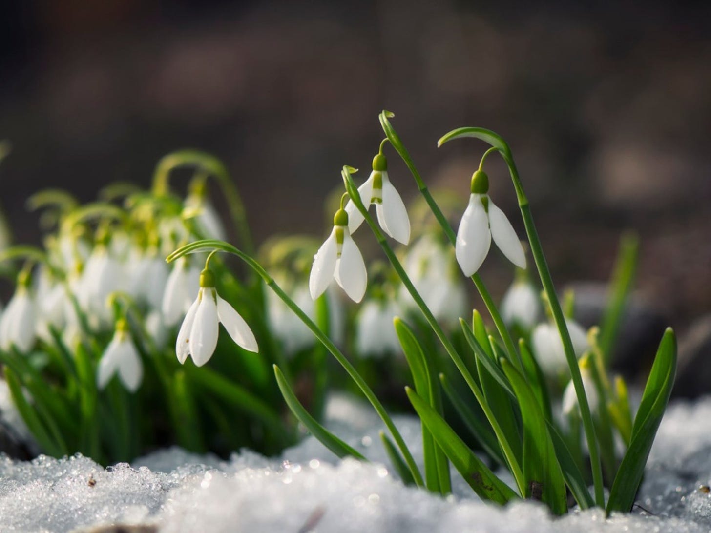 Snowdrop Flowers - How To Plant And Care For Snowdrops ...