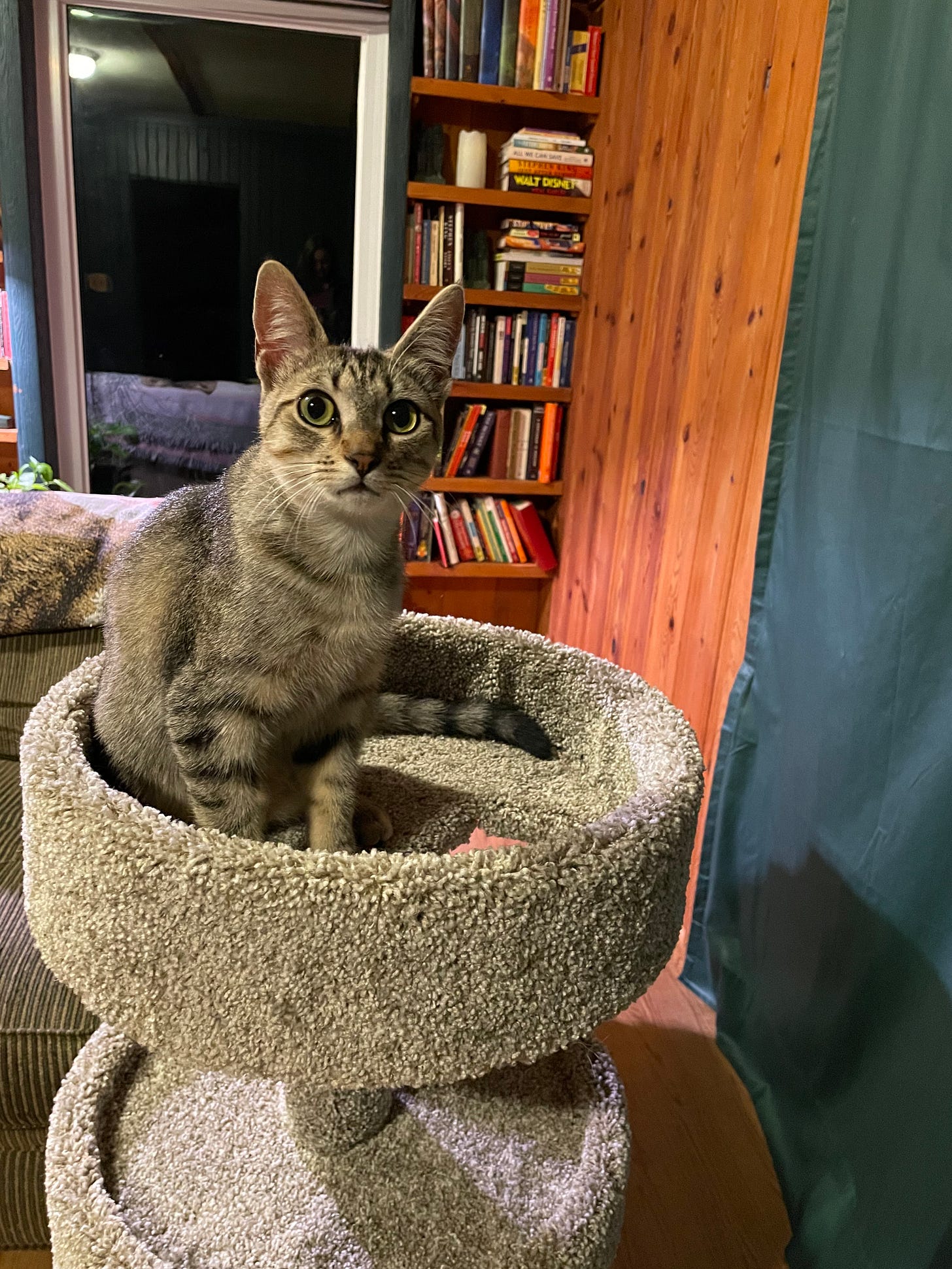 Brown striped cat sitting on top of carpeted cat tower