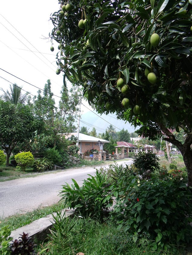 Mango tree: Tuk-Tuk - Sumatra
