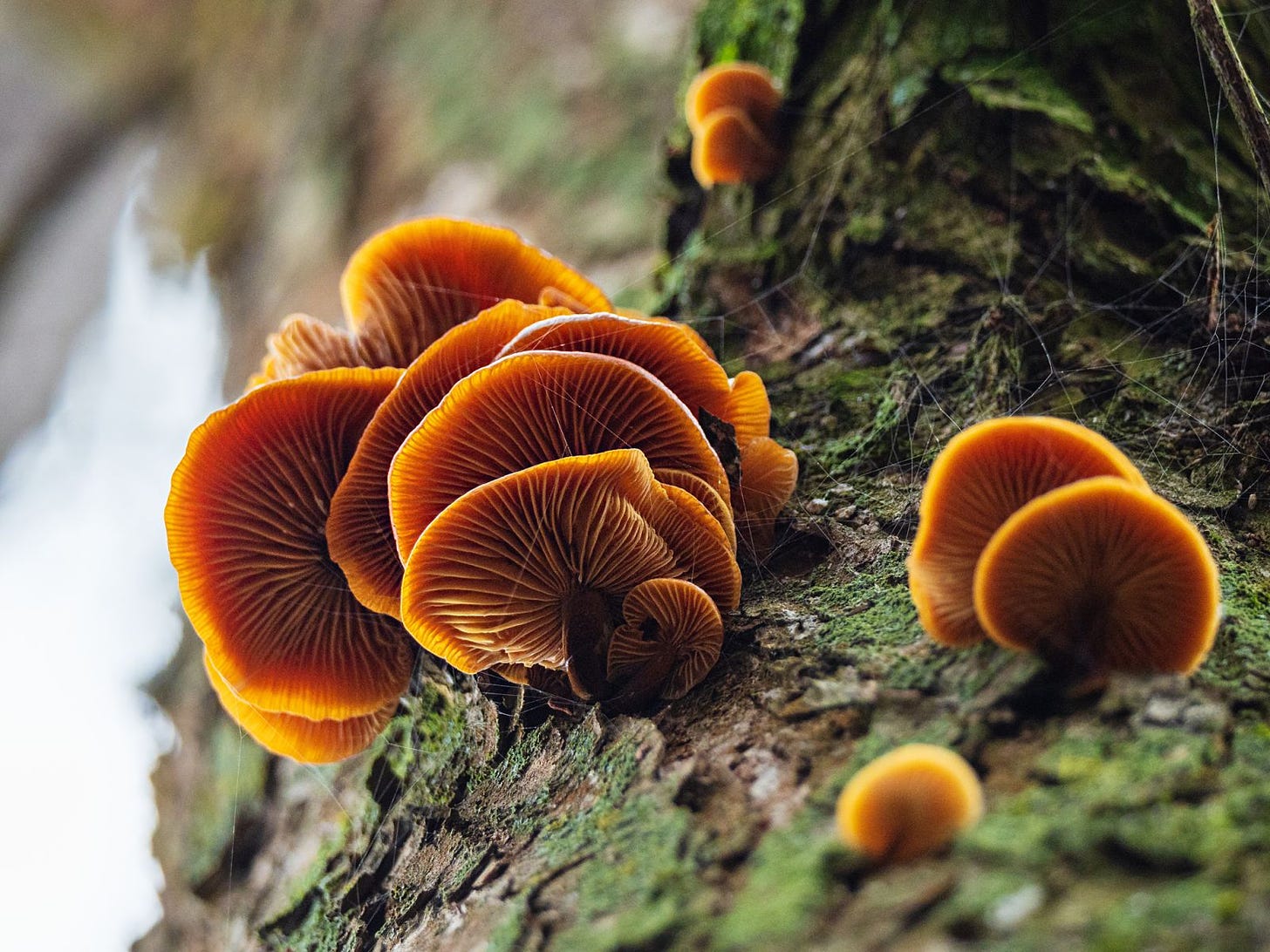 The mycelium of fungi is used to make mycoprotein (Photo: Getty Images)