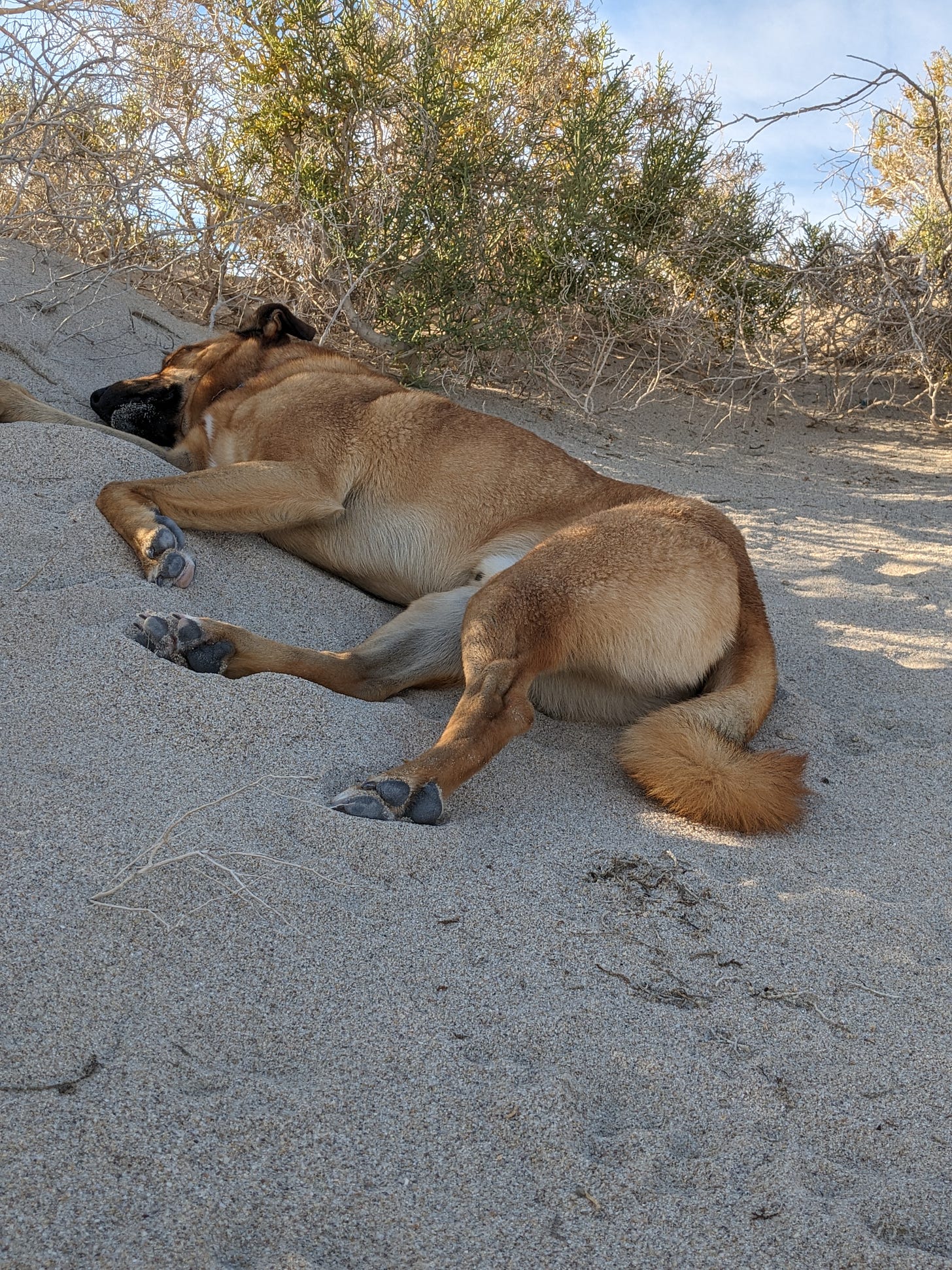 Dog sleeping on the sand in some shade