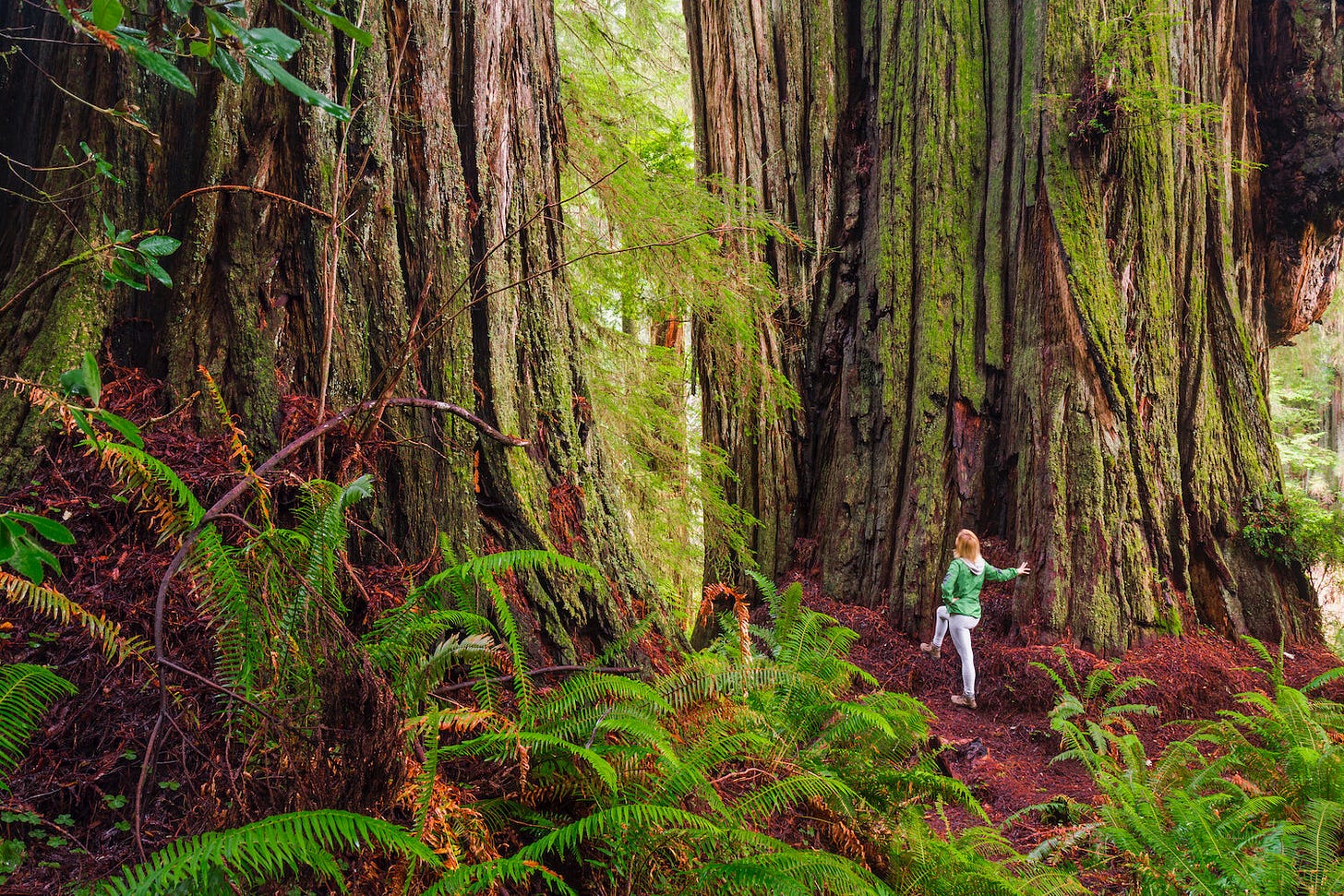Guide to California Redwoods: Giant Trees and Old Growth Hikes — Lucas  Cometto | Wilderness Landscape Photography