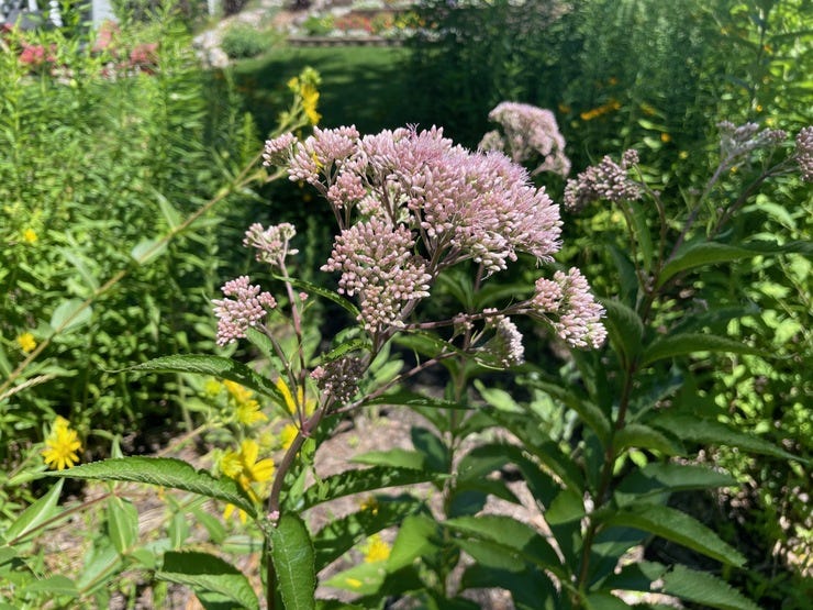 Jo-pye weed