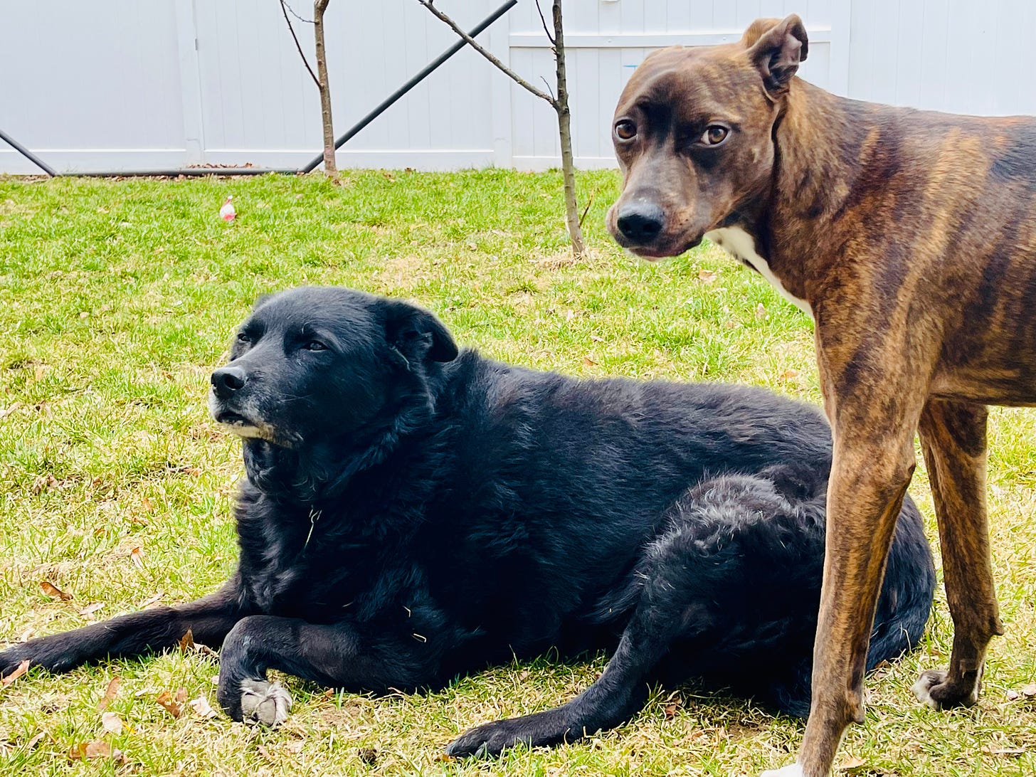 Two dogs in a back yard. One is flopped down sniffing the air. The other is standing and staring at the camera