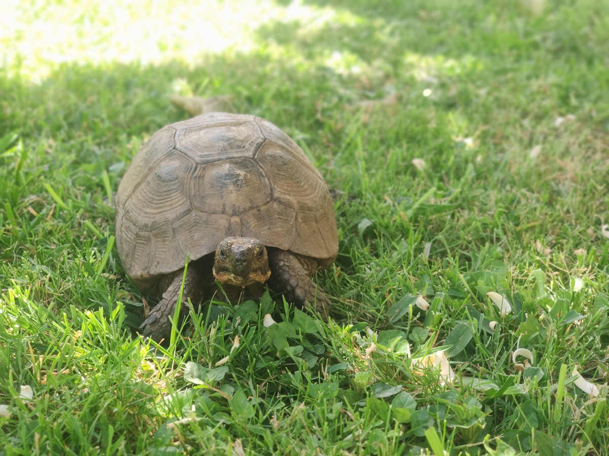 una tortuga de tierra paseando sobre la hierba