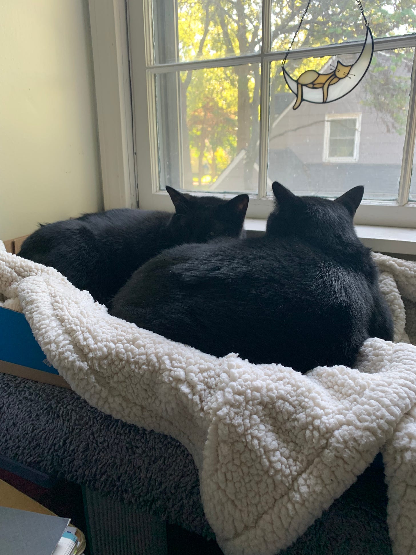 two black cats on a soft blanket by a window. Window ornament of cat sleeping on crescent moon. Trees, housetop outside of window.