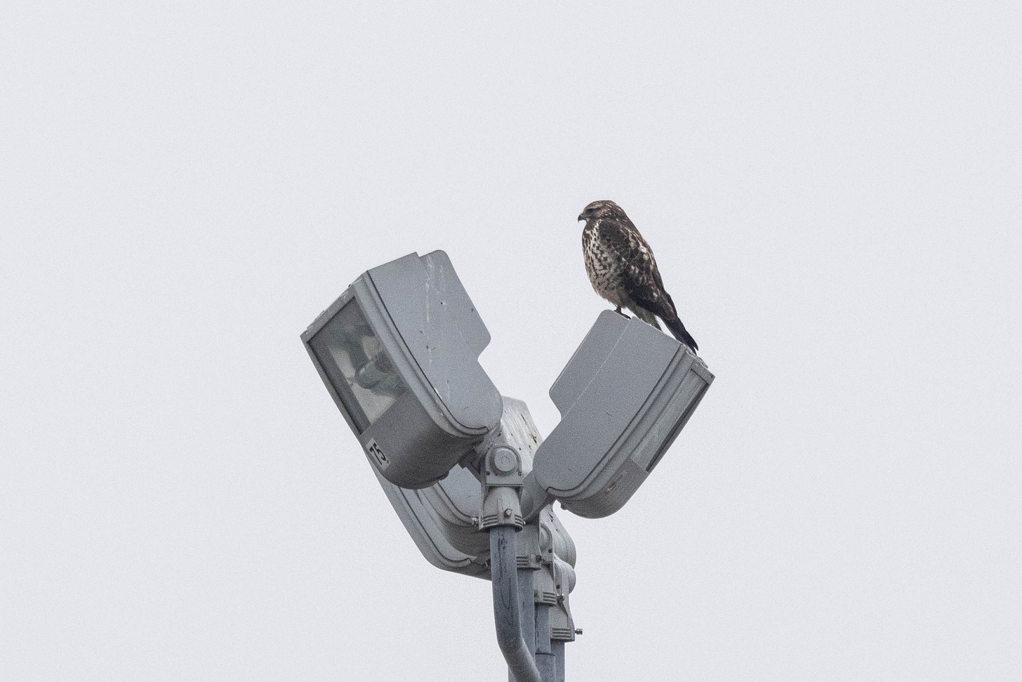 a brown hawk with brown vertical markings on its white belly perched on a lamppost, facing left, against a white sky