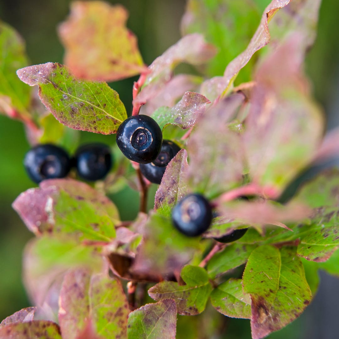 dark blue berries on a shrubby plant