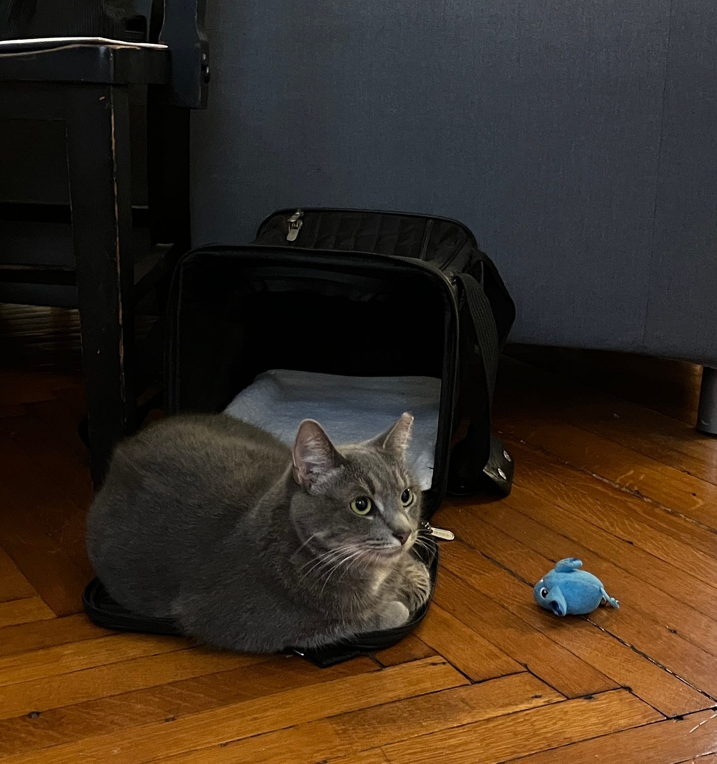 Friday, a grey tabby, sits just outside of her black carrier next to a blue mouse toy. 