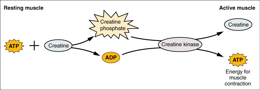 Creatine phosphate shuttle - Wikipedia