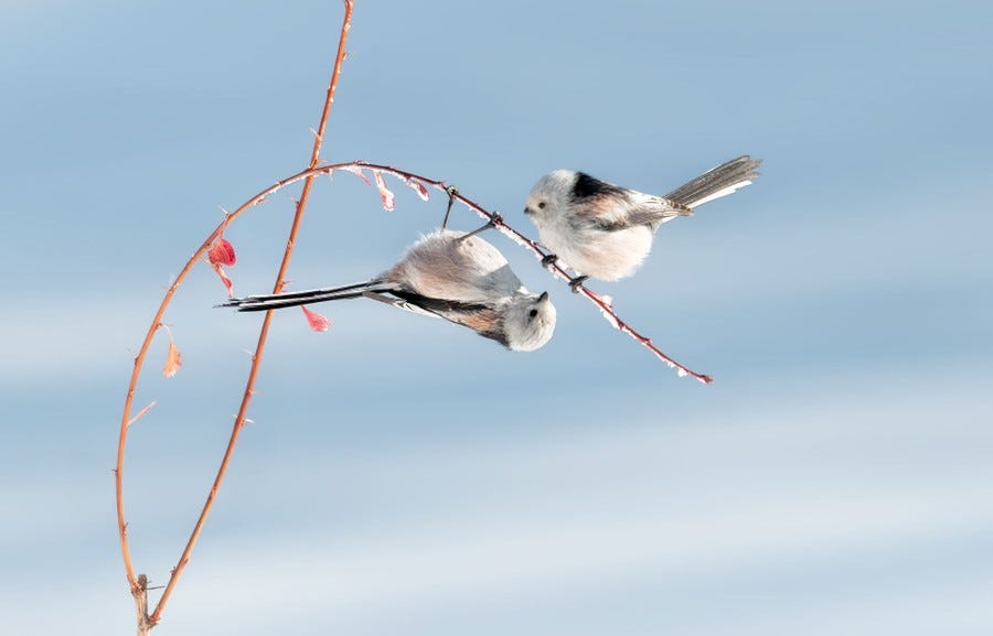 Two small birds perch on a slender branch—one hangs upside down.