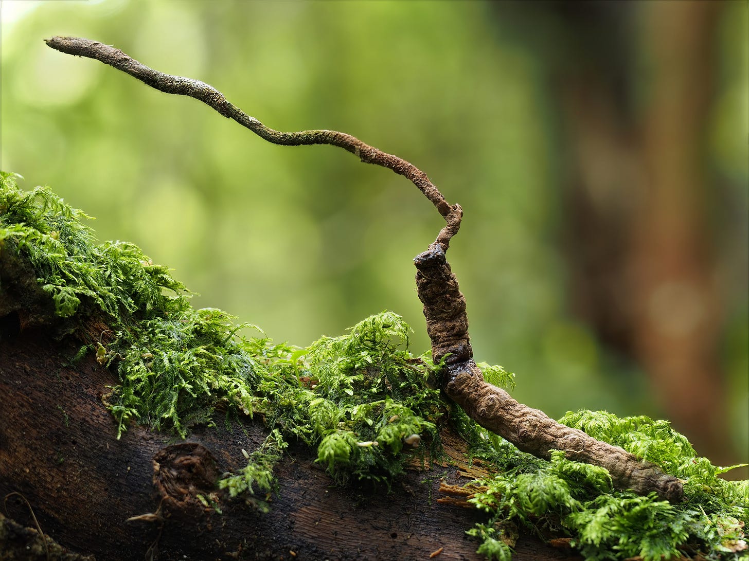 Ophiocordyceps robertsii