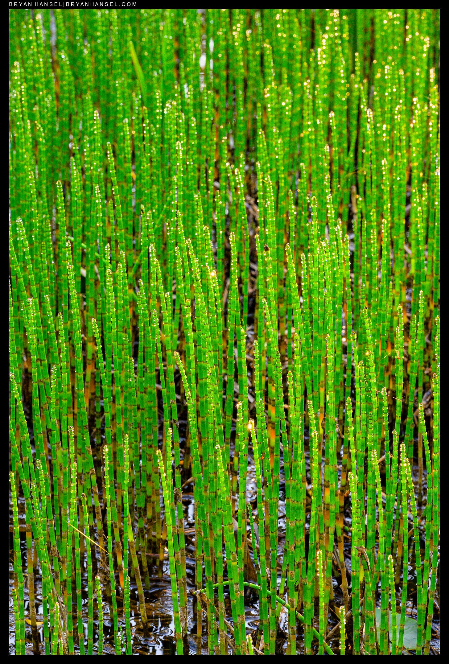 Horsetails with dew and glowing green from the morning light.