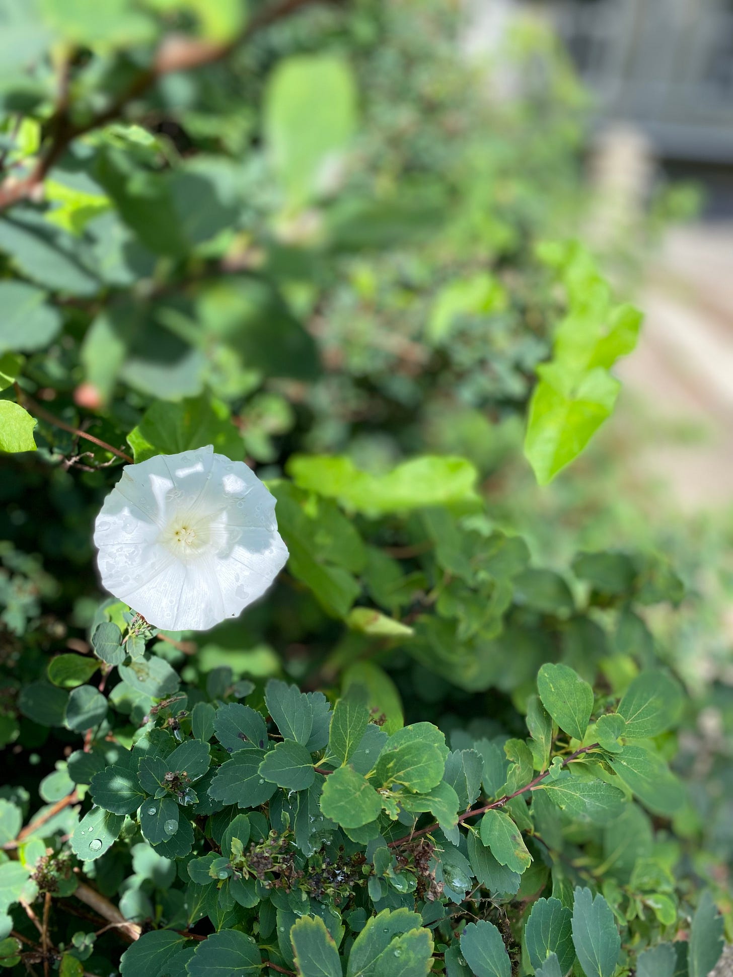 Shifting seasons By faith