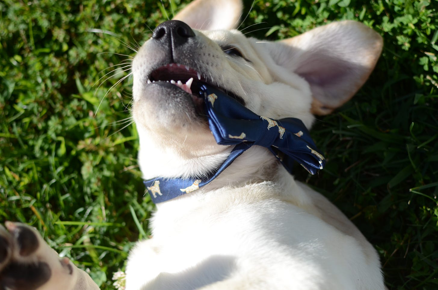A Labrador retriever puppy lays in the grass and chews on a blue bow tie with retrievers on it. 