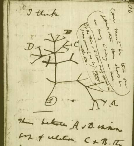 Árvore de Darwin