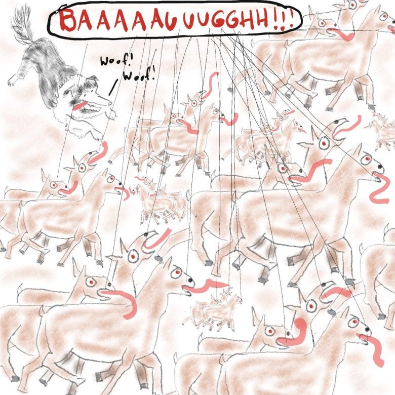 A cartoon drawing of a border collie barking at a bunch of lambs that are all yelling BAAAAAAUUUUGGGGHH! at the National Western Stock Show