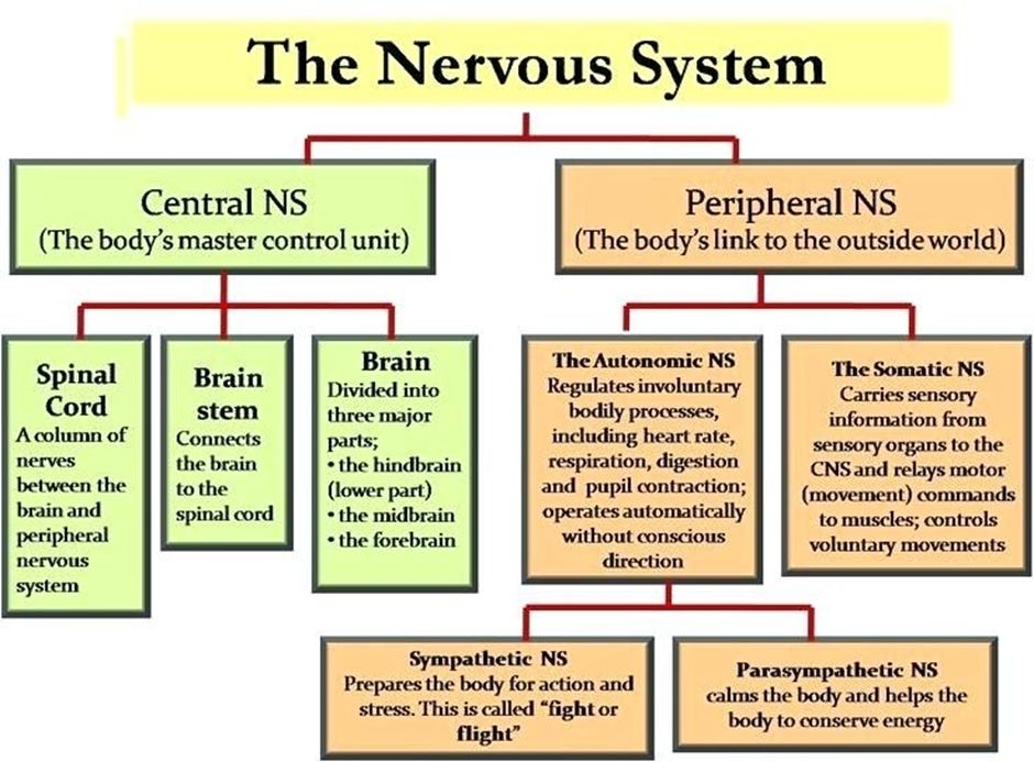The Vagus Nerve- our mind body connect
