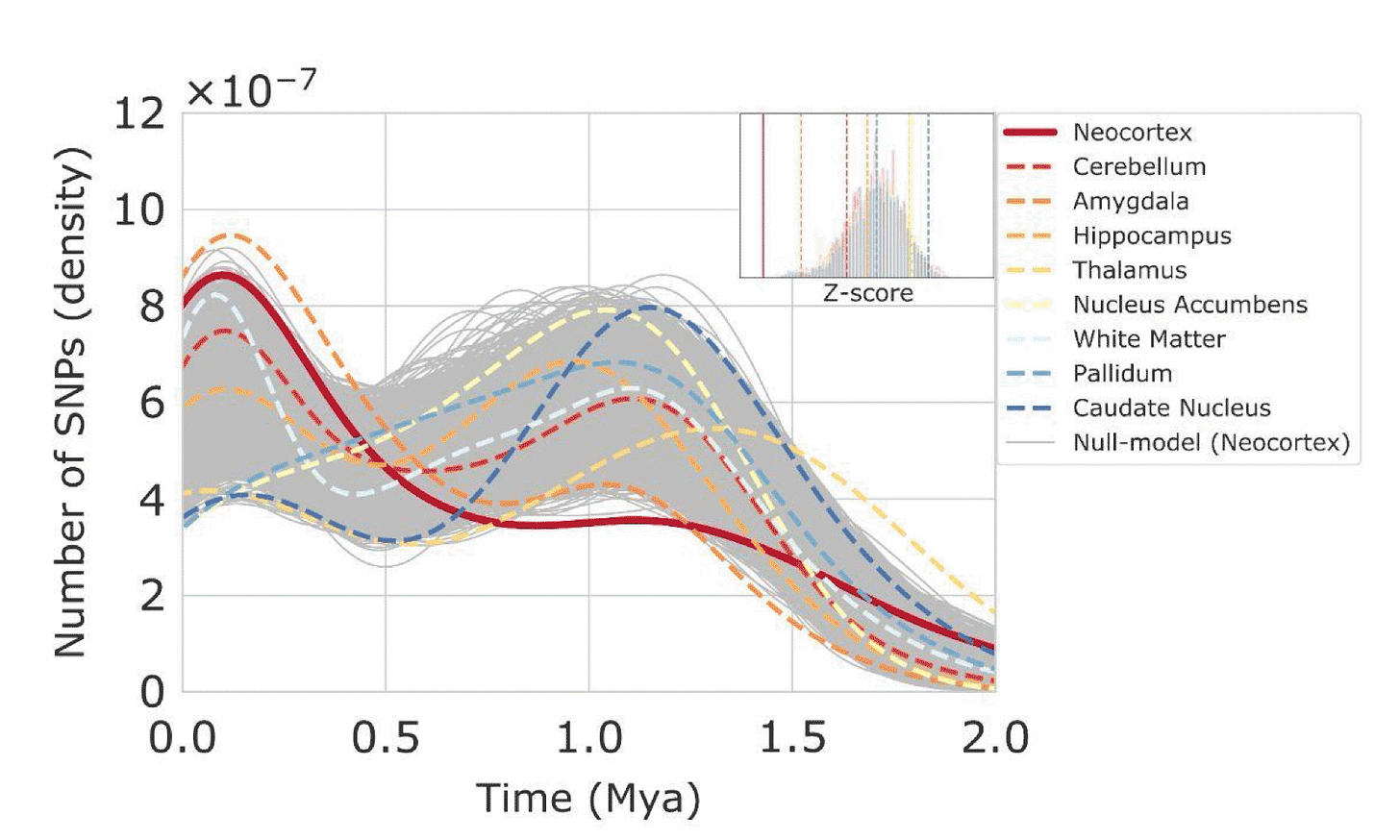 Figure from Libedinsky and coworkers 2023 showing that SNPs associated with variation in different brain areas have different age distributions Figure from Libedinsky and coworkers 2023 showing that SNPs associated with variation in different brain areas have different age distributions