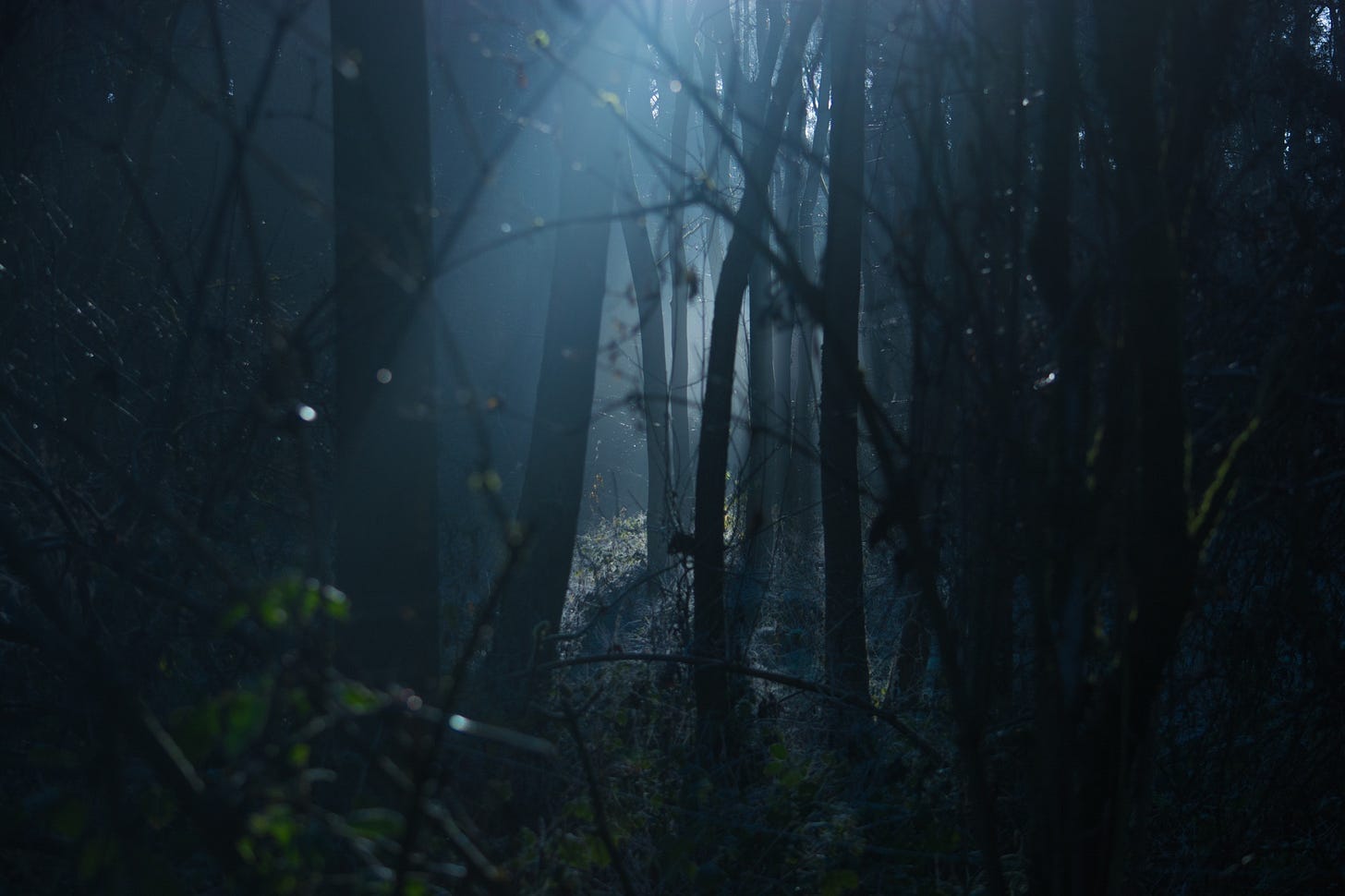 A sun shining through the trees

AI-generated content may be incorrect.