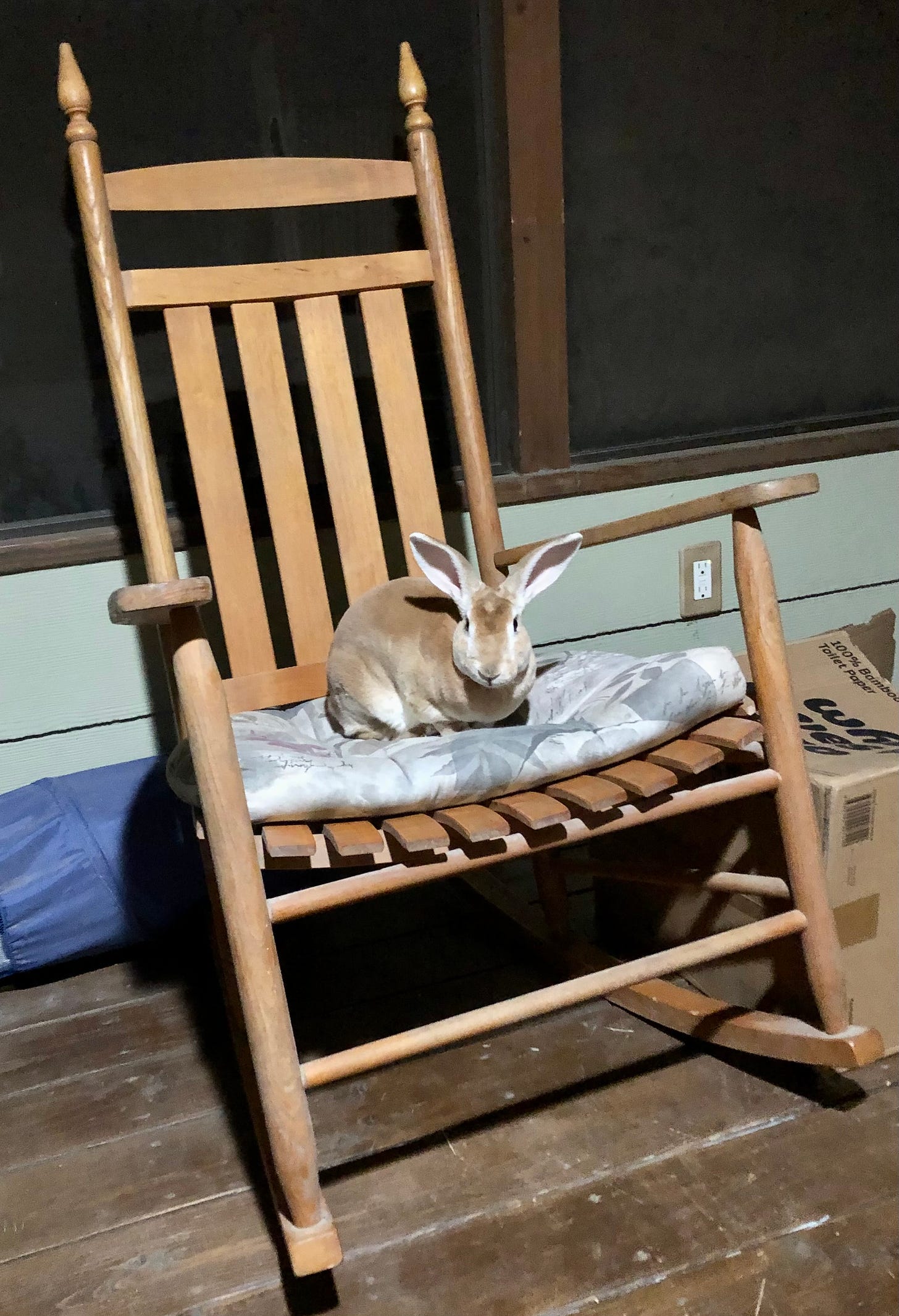 Rabbit sitting on rocking chair
