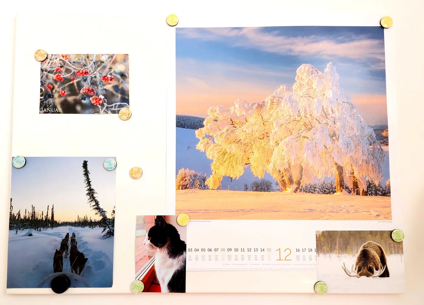 Pinboard with winterly images and a cat picture