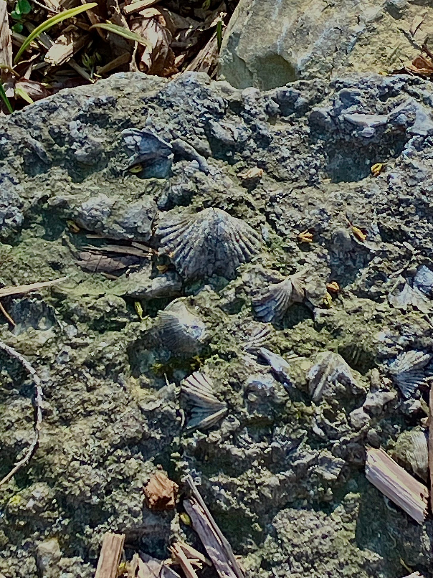 The gray and green surface of a rock with several shell fossils on it.