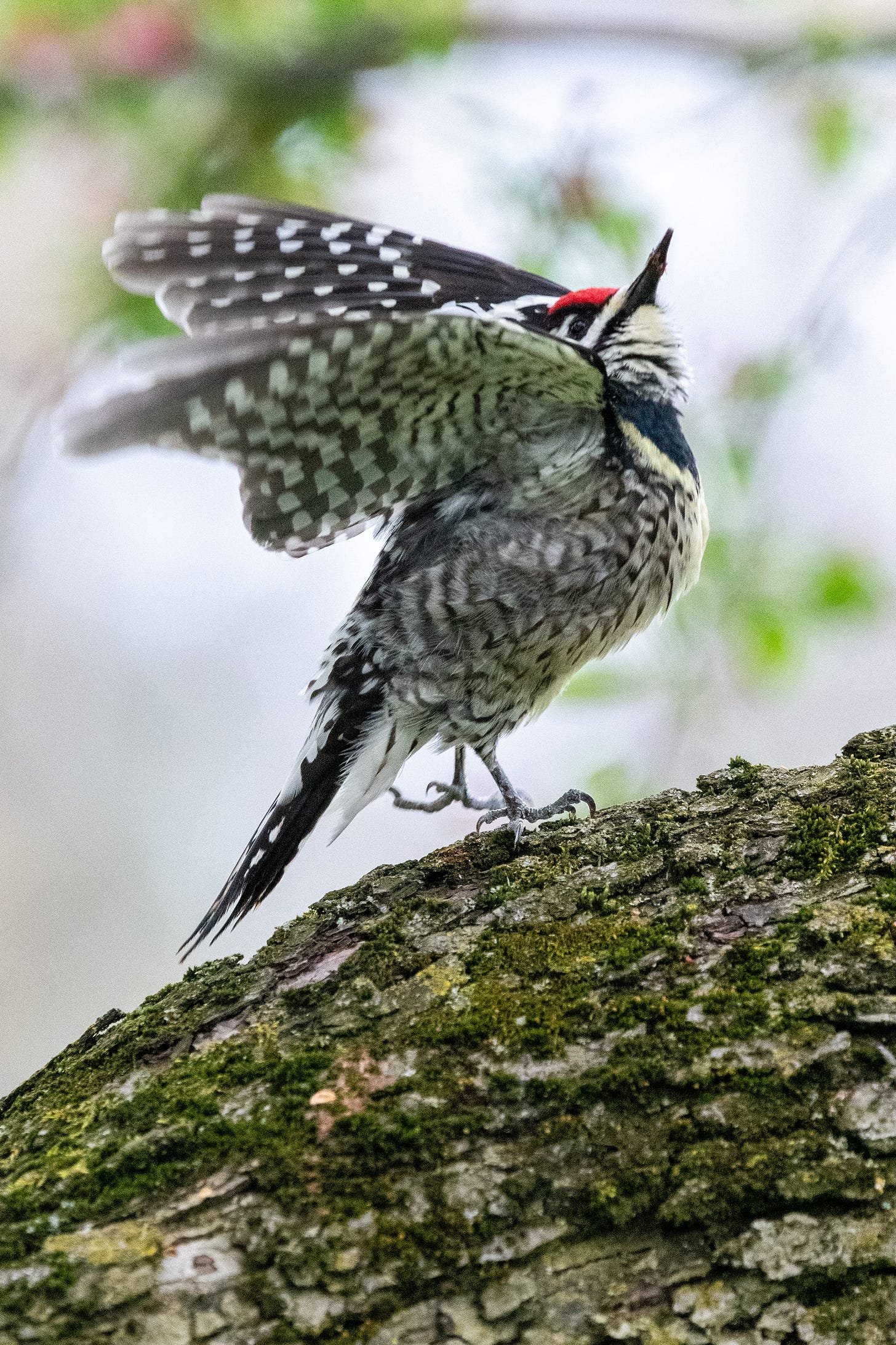 A black-and-white bird with a red crown, wings raised, is about to lift off from an almost horizontal tree trunk