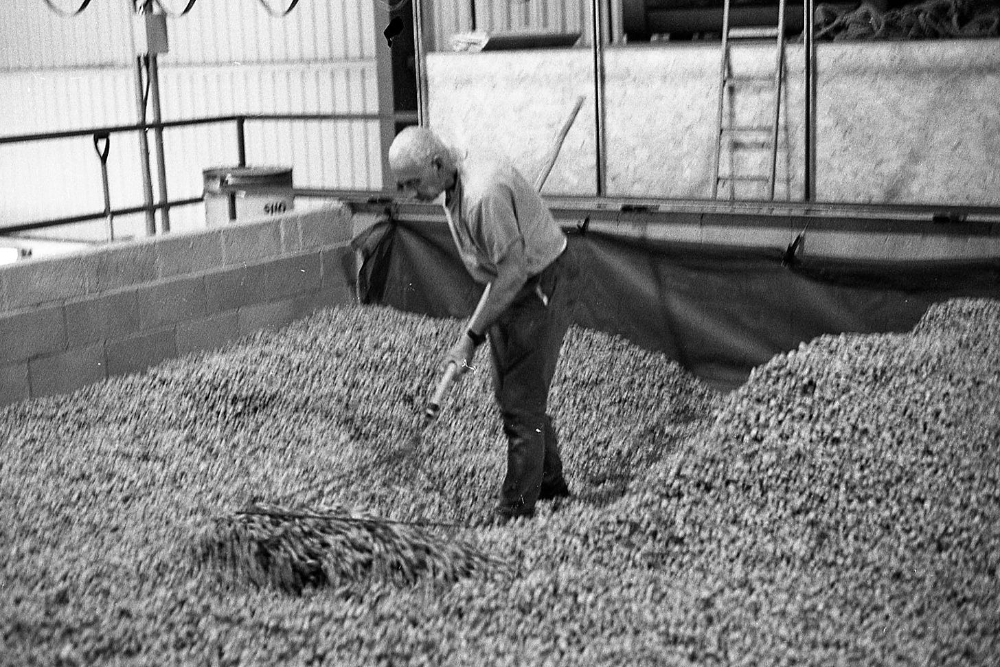 Black and white photograph of a man raking harvested hops