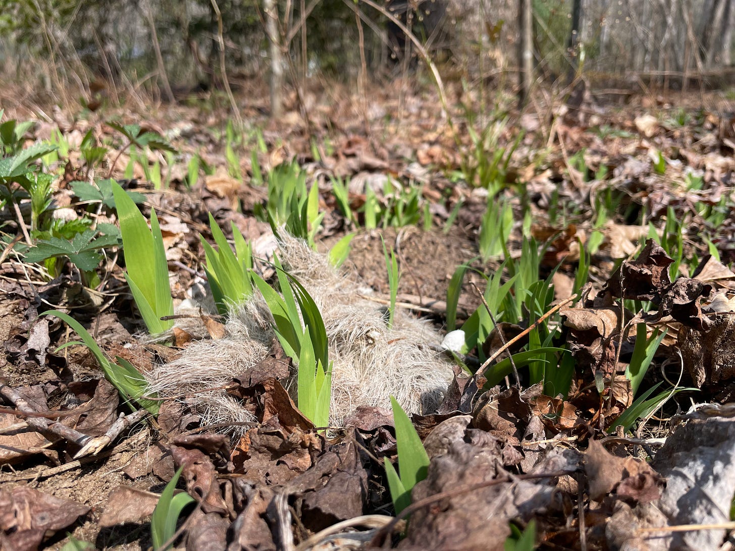 tuft of grey-brown-white fur in a stand of wild iris shoots