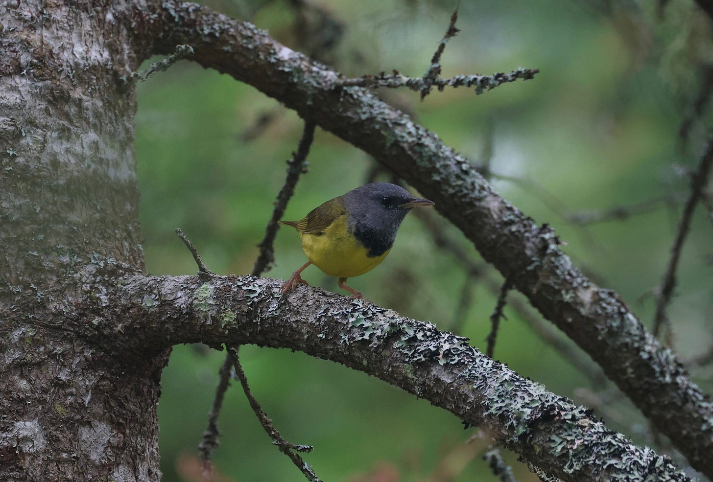 a gray-headed songbird with a yellow body and black breast standing on the lower of two lichen-covered branches on a tree. the bird is facing right, the tree is cut off at the left edge of the image. the background is blurry forest green.