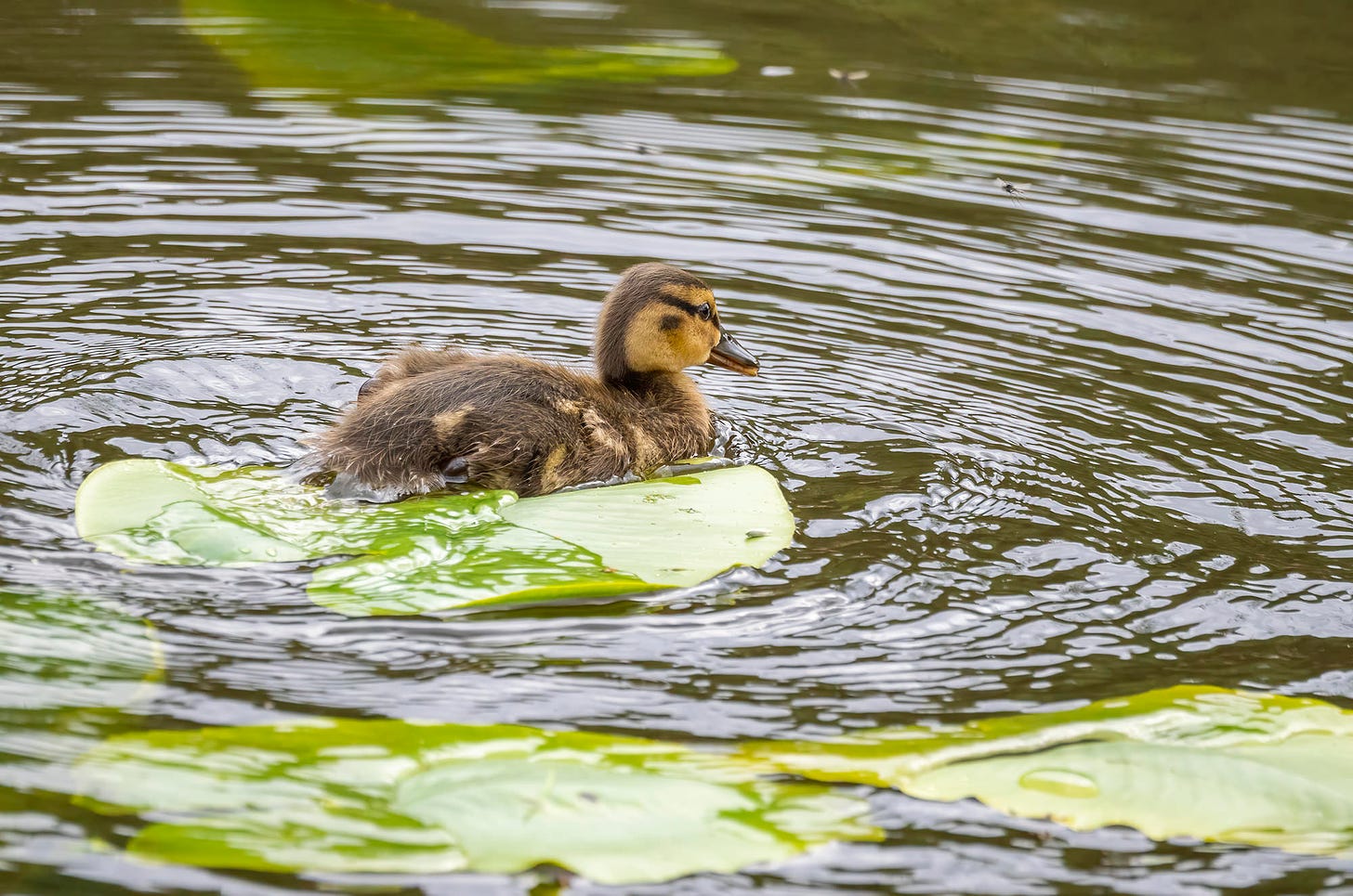 Photo of a mallard duckling swimming past a lilypad