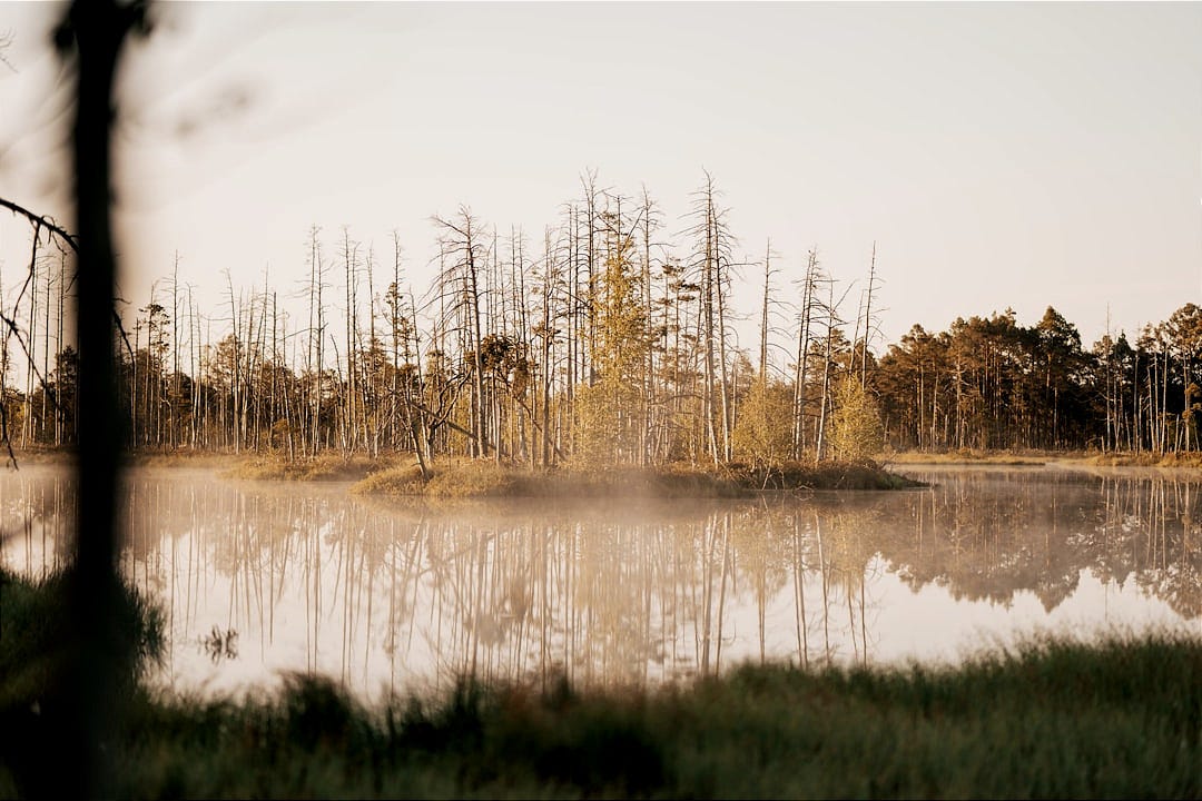 a body of water surrounded by trees and grass a body of water surrounded by trees and grass