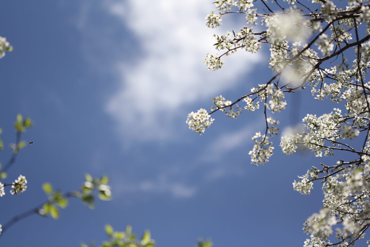 white pear blossoms fill the branches of a tree framed against a blue sky with white cloud
