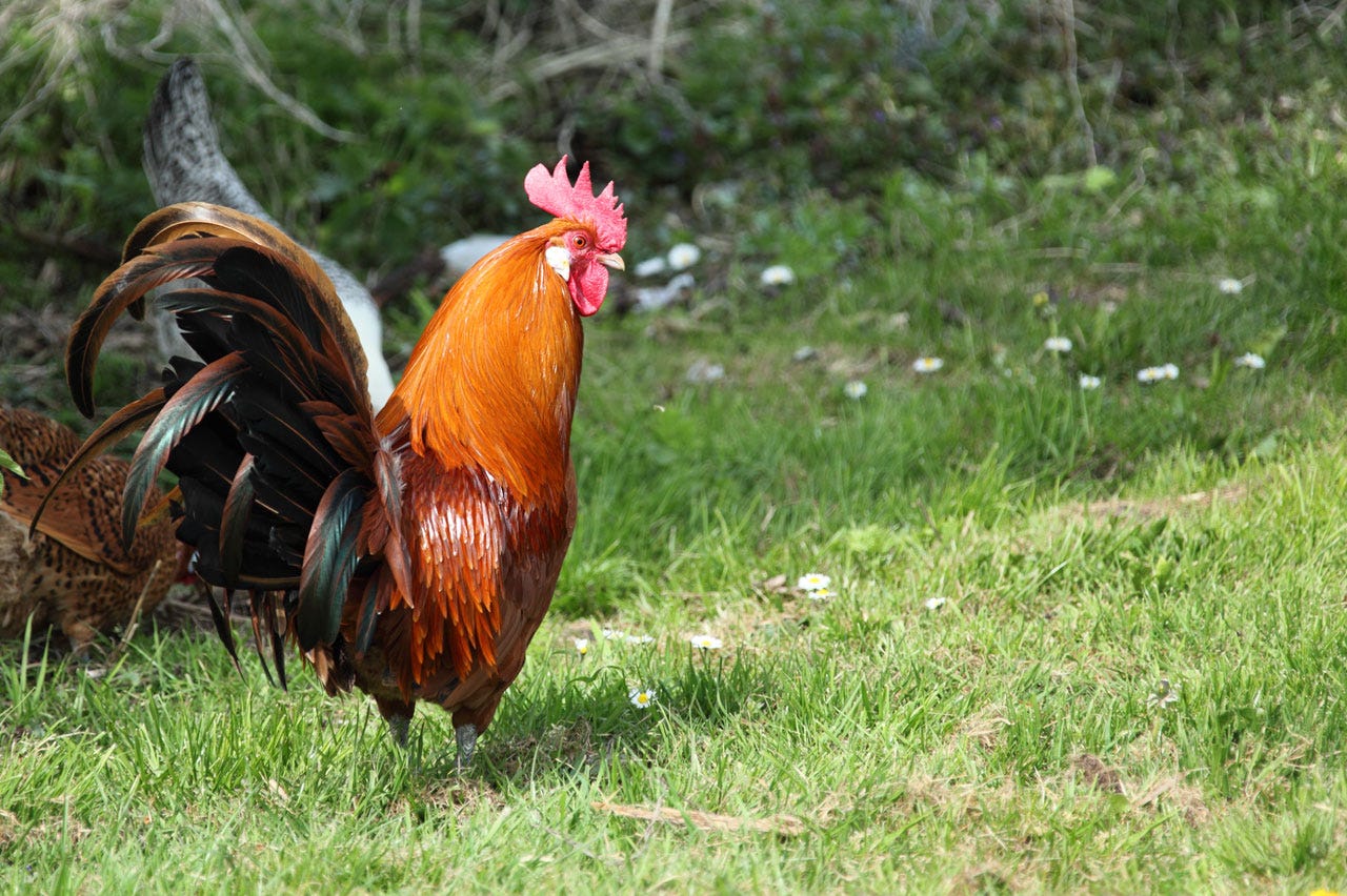Rooster Free Stock Photo - Public Domain Pictures